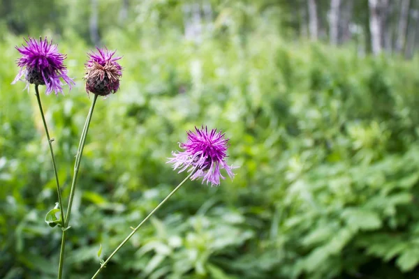 Thistle květy v létě lese — Stock fotografie