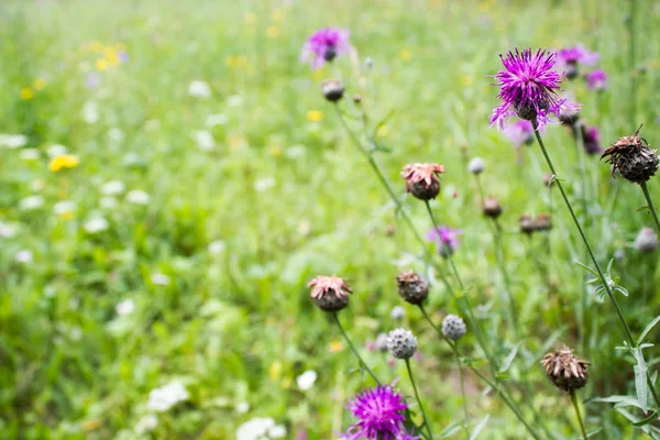 Thistle çiçek orman