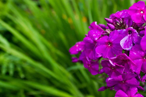 The flowers of Phlox in the garden — Stock Photo, Image