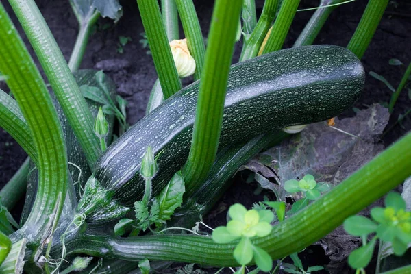 Calabacín verde en el jardín — Foto de Stock