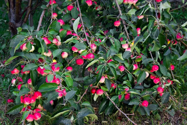 Mele rosse su un ramo — Foto Stock