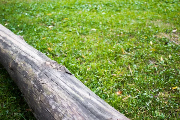 Viejo tronco sobre hierba verde — Foto de Stock