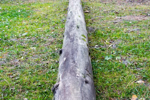 Viejo tronco sobre hierba verde — Foto de Stock