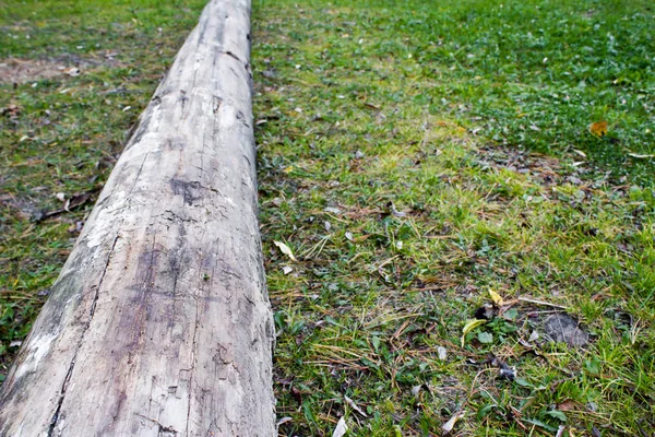 Viejo tronco sobre hierba verde — Foto de Stock