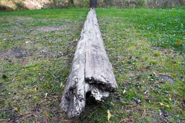 Grüne Wiese in einem Kiefernwald — Stockfoto