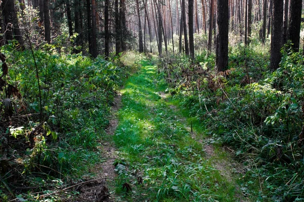 sonbahar çam ormanı