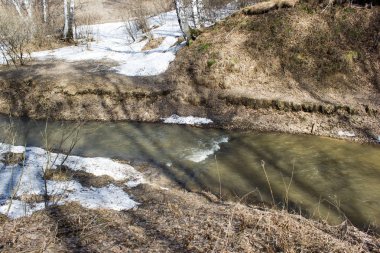 Bahar ormanda huş ağacı
