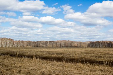 Toprak yol bir huş ağacı ormanda