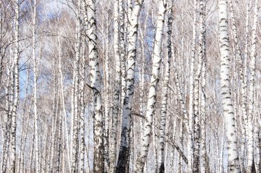 Bahar ormanda huş ağacı