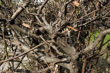 Baharda çiçek açan değil kuru çalı