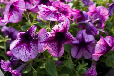 Petunya çiçekler baharda çiçek açan