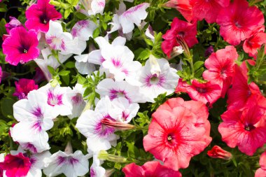 Petunya çiçekler baharda çiçek açan