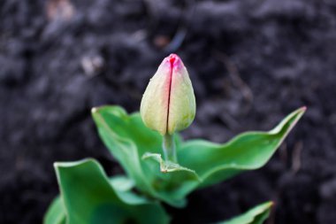 Bahar bahçe Lale tomurcuğu