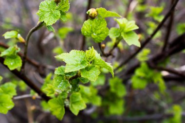 Bahar bahçe yapraklarda taze frenk üzümü