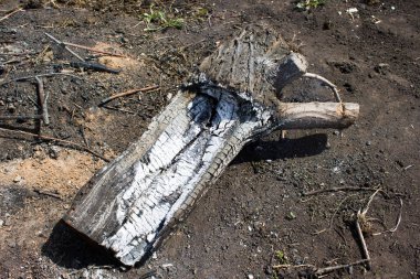 Eski yanık ağaç kütüğü. Söndürülmesi güç ateş.