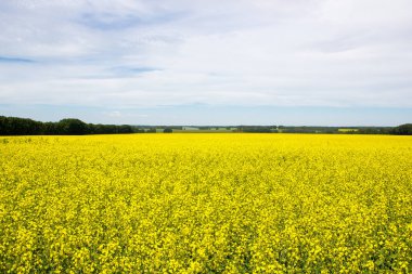 kolza tohumu alan mavi gökyüzü altında