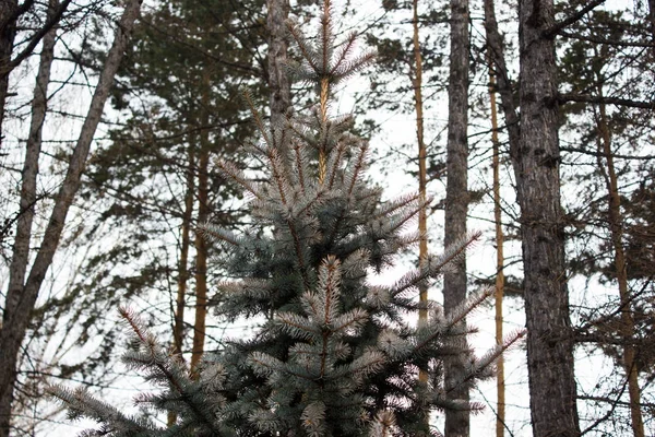 De gröna tallkvistar i skogen — Stockfoto