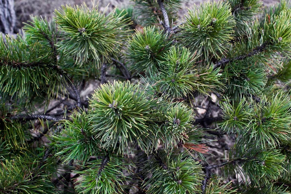 De gröna tallkvistar i skogen — Stockfoto