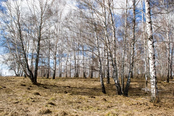 Bahar huş ağacı orman üzerinde mavi gökyüzü