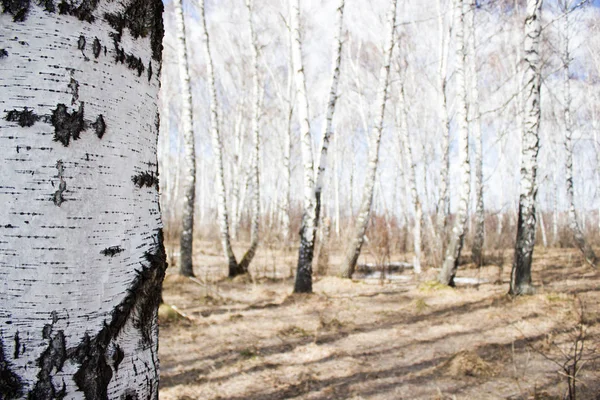 Bahar ormanda huş ağacı