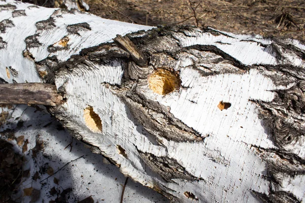 Розбита береза в весняному лісі — стокове фото
