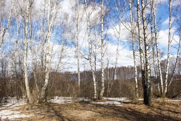 Bahar huş ağacı orman üzerinde mavi gökyüzü