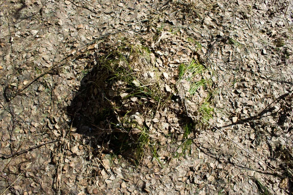 Anthill in spring forest — Stock Photo, Image