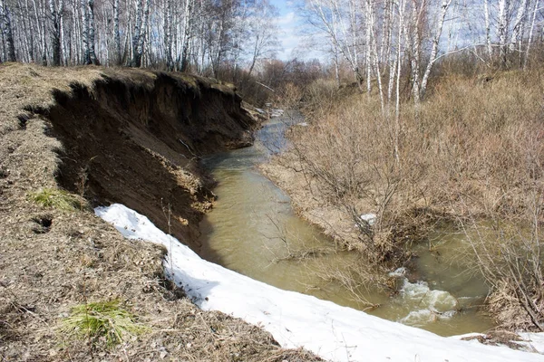 Bahar brook bir huş ağacı ormanda