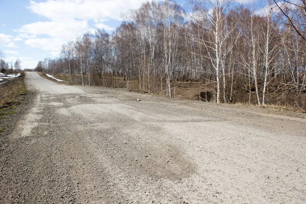 Toprak yol bir huş ağacı ormanda