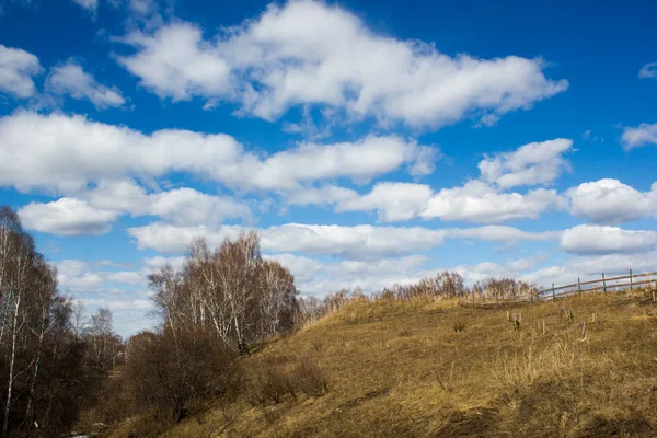 Modrá obloha nad jarní březový les — Stock fotografie