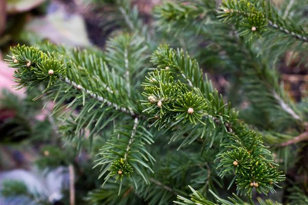 De gröna tallkvistar i skogen — Stockfoto