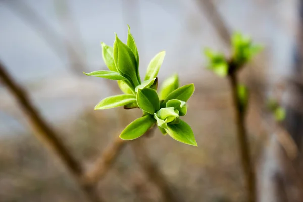 The arrival of spring. Green buds on a spring tree — Stock Photo, Image