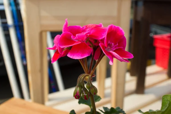 A beautiful bouquet of petunias blooming in the garden — Stock Photo, Image