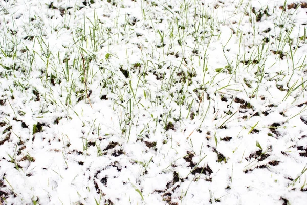 Plantas verdes debaixo da neve. Aquecimento global . — Fotografia de Stock