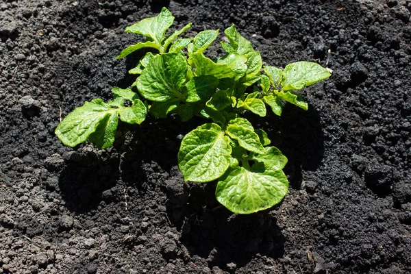 Färsk potatis blad i vårträdgård — Stockfoto