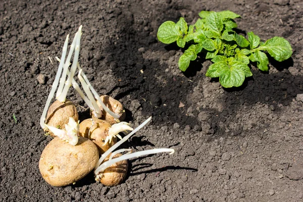 Patates yalan yere ve dikimi için hazır lahanası