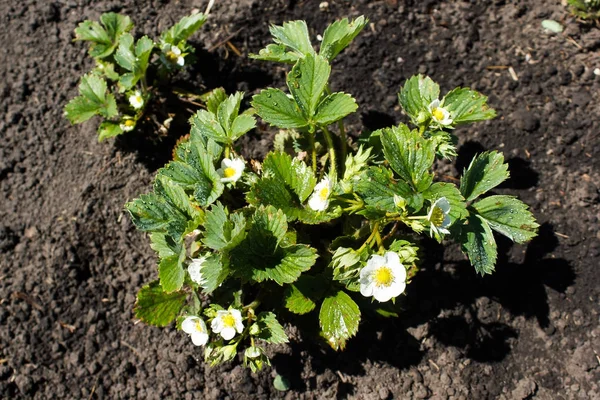 Fiori di fragole nel giardino primaverile — Foto Stock