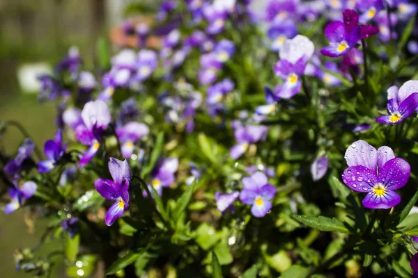 Hercai menekşe bahar sabahı buket