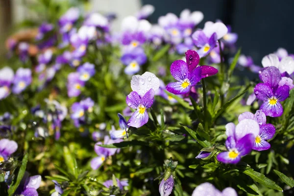 Bouquet of pansies spring morning — Stock Photo, Image