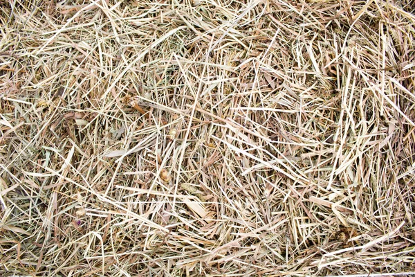 Droog gras, hooi als achtergrond — Stockfoto