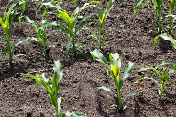 Пагони кукурудзи в полі — стокове фото