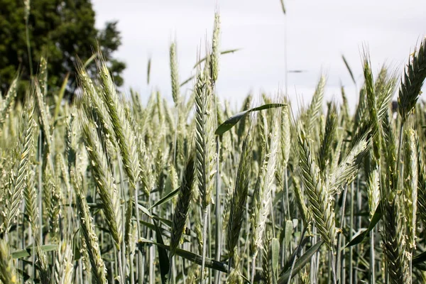 Orelhas jovens de trigo em um campo — Fotografia de Stock