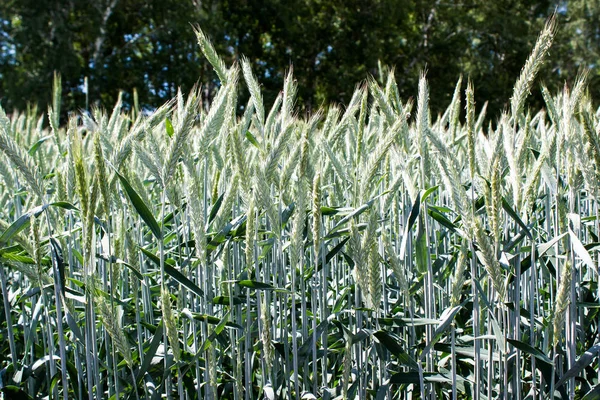 Młody kłosy pszenicy w polu — Zdjęcie stockowe