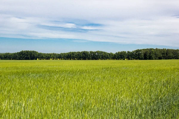 Las espigas jóvenes del trigo en el campo — Foto de Stock