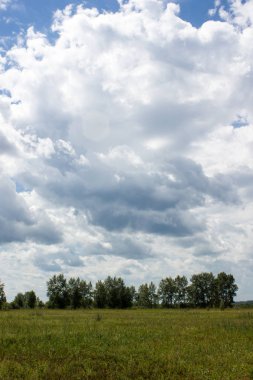Cumulus bulutları içinde ağaçlar bir koru