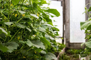 Bir bahar gününde sera salatalık dallarında
