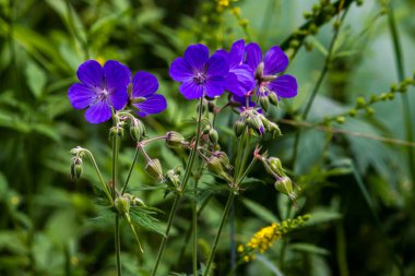 Çim yaz ormandaki mor çiçekler