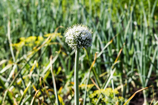 Oignon Vert Fleur Sur Fond Jardin — Photo