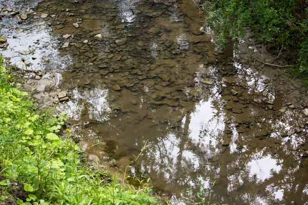 Маленька Річка Літньому Лісі — стокове фото