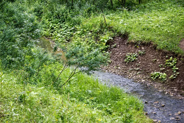 Kleiner Fluss Einem Sommerwald — Stockfoto